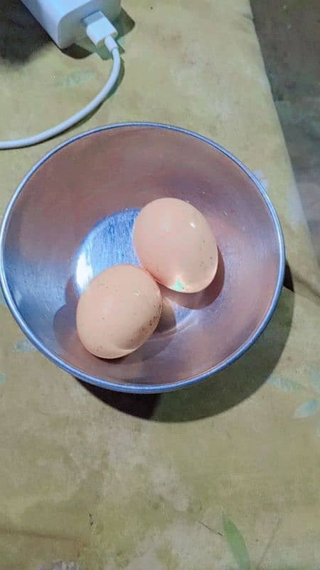 pour ganoi Madagascar aseel murge ha abi 2egg Dia ha 2