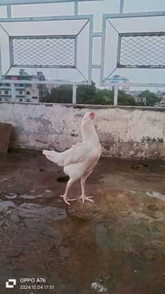 Heera hen