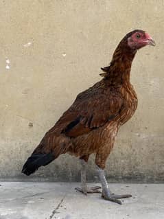 Aseel Hen For Sale