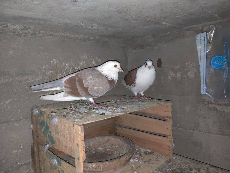 fancy pigeon 4