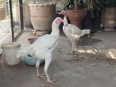 Heera aseel hens breeder