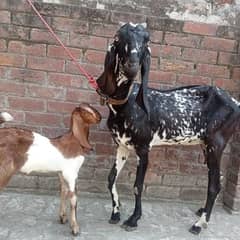 Makhi cheeni Daisi bakri for sale with male kids 0308 4493683