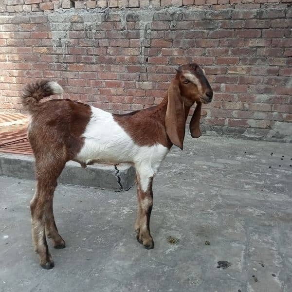 Makhi cheeni Daisi bakri for sale with male kids 0308 4493683 2