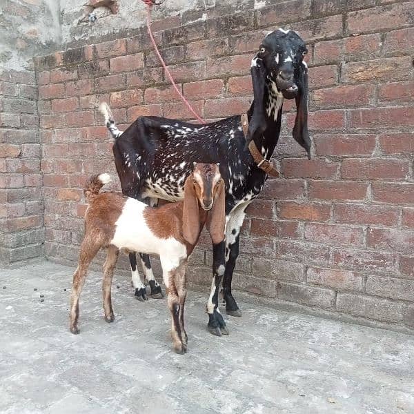 Makhi cheeni Daisi bakri for sale with male kids 0308 4493683 3