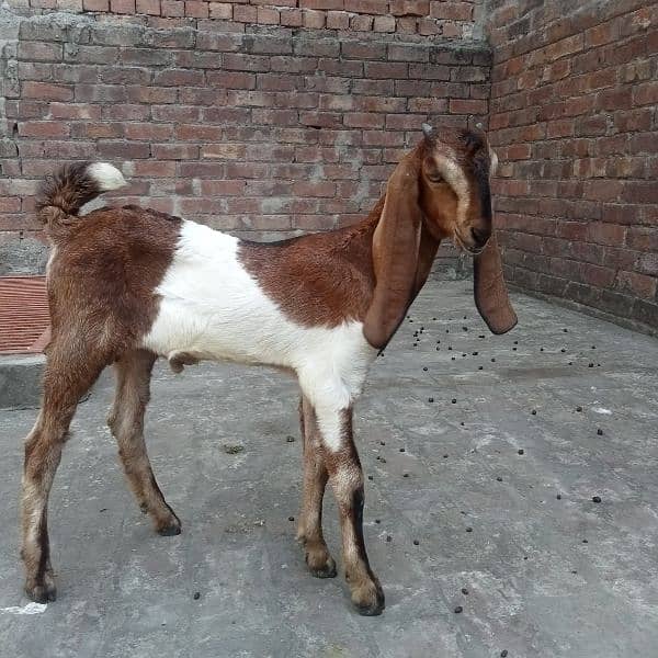 Makhi cheeni Daisi bakri for sale with male kids 0308 4493683 4