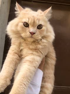 Male Persian Kitten With House