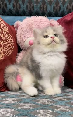 Persian kittens triple coat pair for sale contact whatsap 03288426681