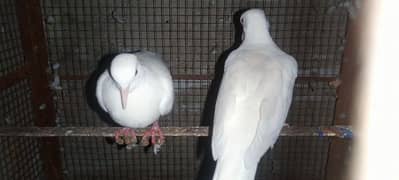 White dove breader pair for salr