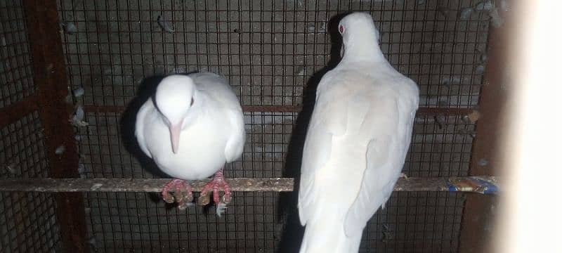 White dove breader pair for salr 0