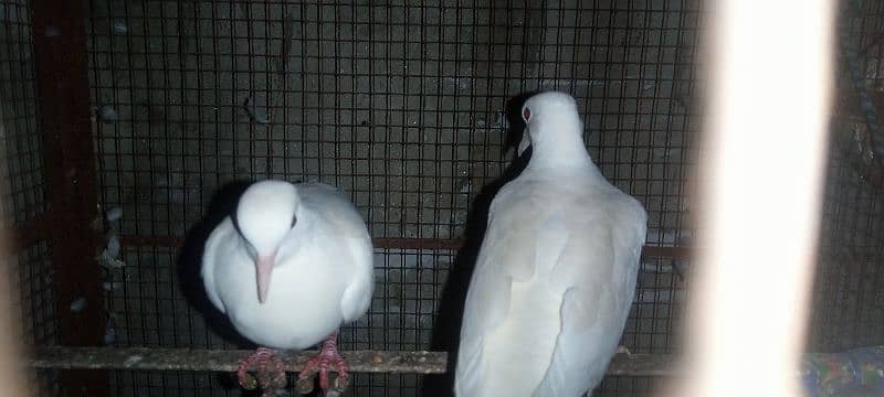 White dove breader pair for salr 1