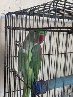 kashmiri raw parrot male