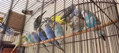 Australian budgies parrots birds for sale --- Bajri tootay .