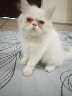 Persian Cat For Urgent Sale = 03274706406