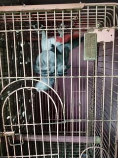 grey parrot urgent sale