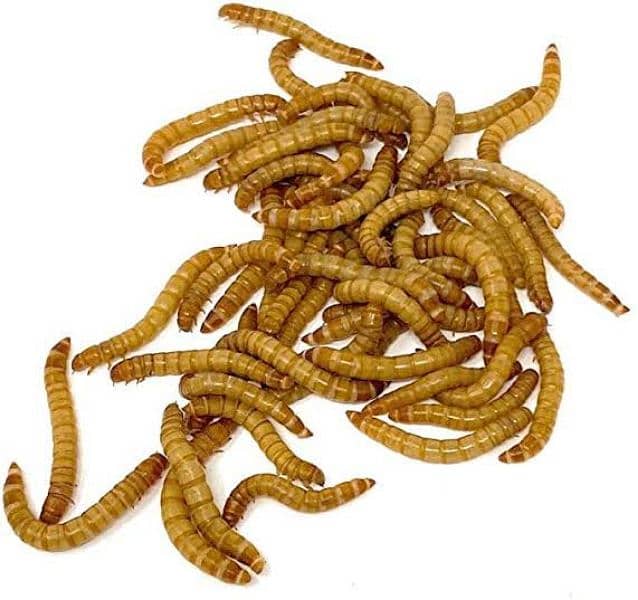 Set of 10 Mealworms for fish food and Exotic Birds feed | Live food 1