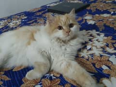 Pure Persian Female Cat Tripple Coated