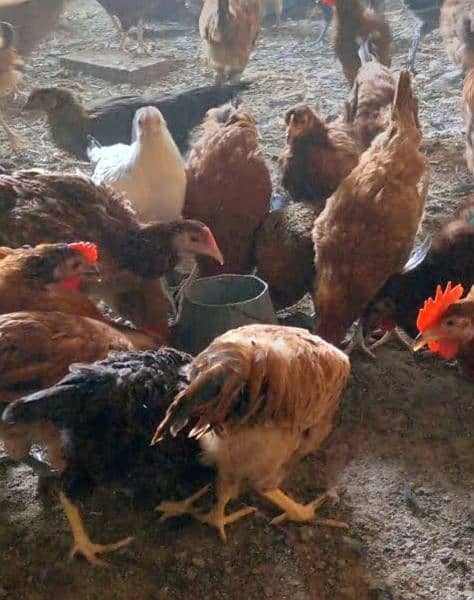 Golden Misri | egg laying hen | Hens | Murgiya | مرغیاں | Golden murgi 1