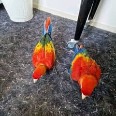 red macaw parrot cheeks for sale 0349=68=26=931