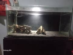 big cichilds Aquarium 0