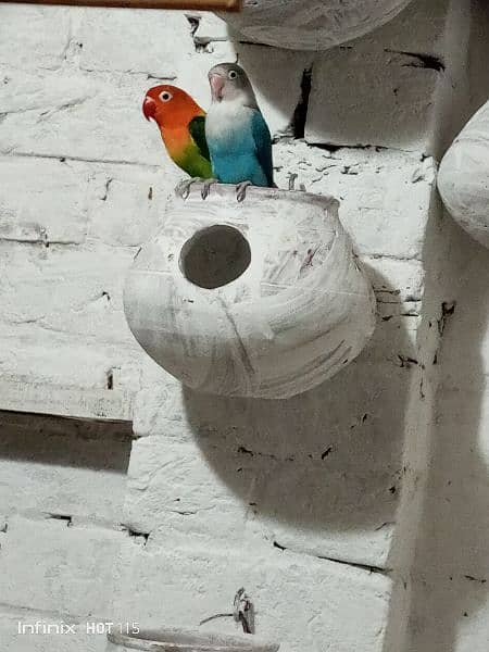 lovebirds 1