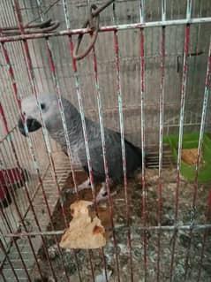 African grey parrot urgent sale