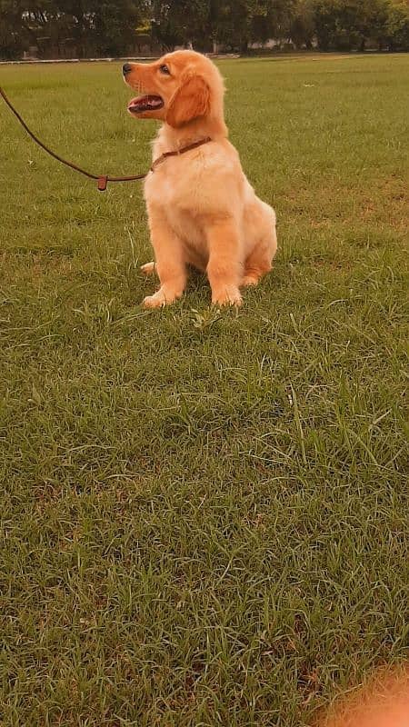 3 month kcp 4th generation pedigree golden retriever microchiped 0