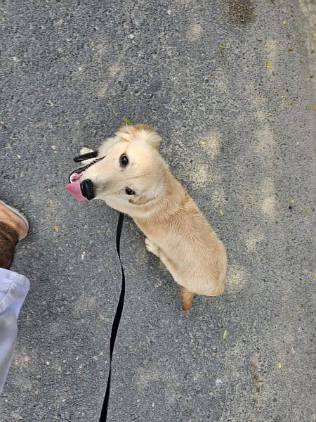 3 month kcp 4th generation pedigree golden retriever microchiped 2