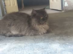 Persian male cat