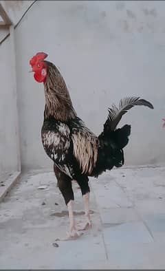 healthy and active rooster available in cheap price