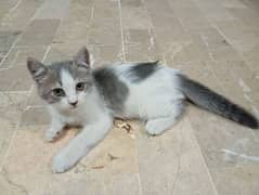 Dark grey and white colour Persian kitten