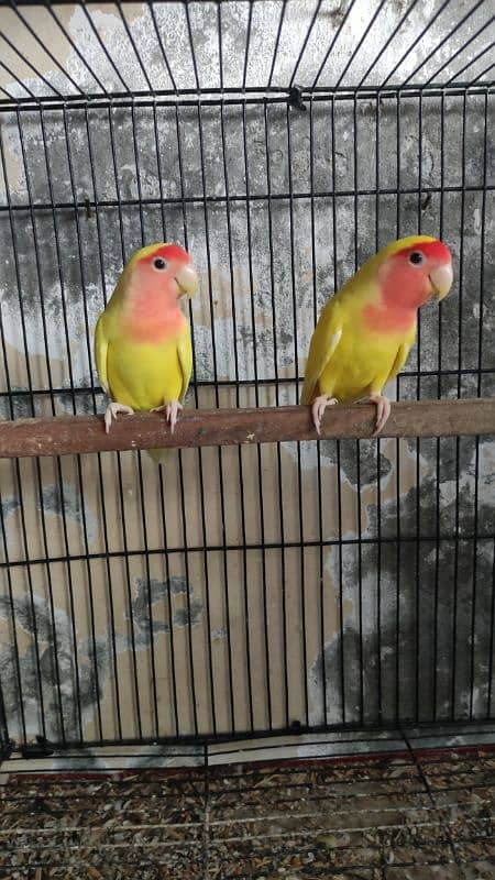 Lovebirds 1