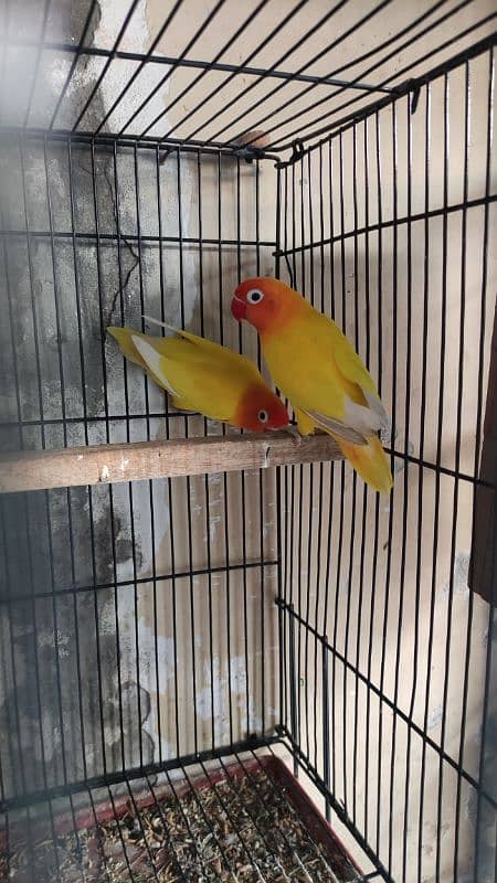 Lovebirds 2