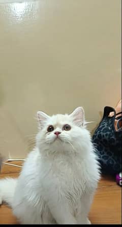 persian triple coat punch face female kittens