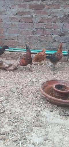 dasi chick's for sale