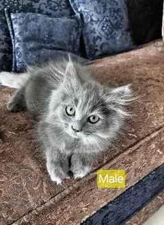 3 Grey & 1 Black Siberian & Persian Cross Breed kittens 0