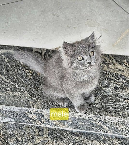 3 Grey & 1 Black Siberian & Persian Cross Breed kittens 1