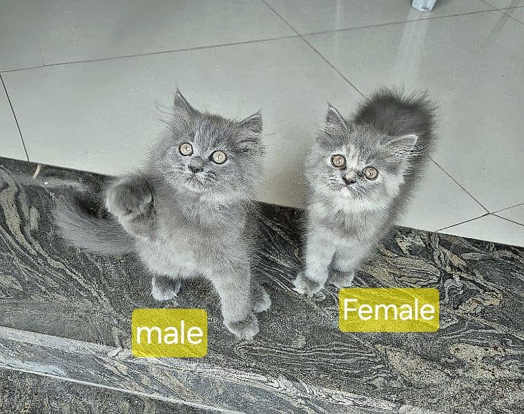 3 Grey & 1 Black Siberian & Persian Cross Breed kittens 2