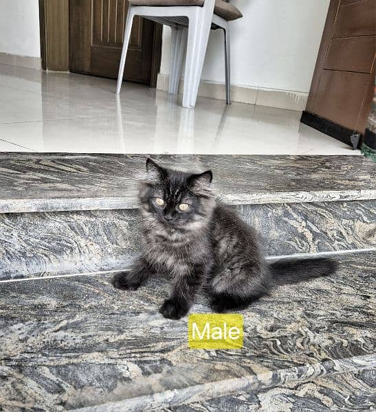 3 Grey & 1 Black Siberian & Persian Cross Breed kittens 5