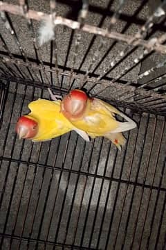 lovebird lutino