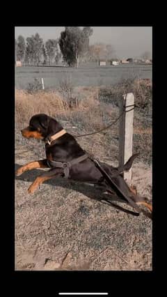 rottweiler female available for sale