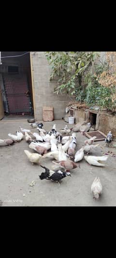 Fancy Pigeons