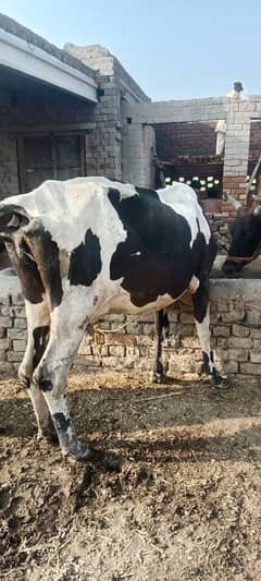 only cow 5 kg dodh