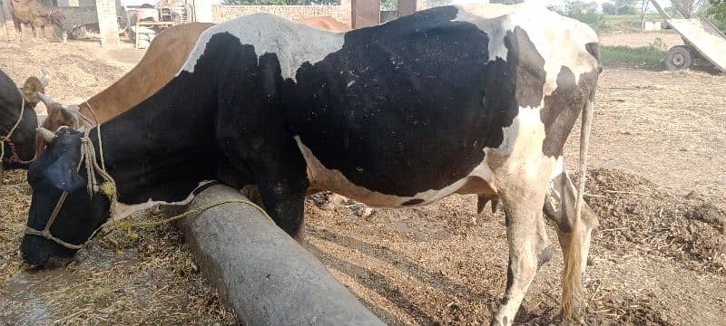 only cow 5 kg dodh 1