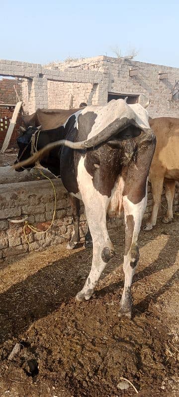 only cow 5 kg dodh 2