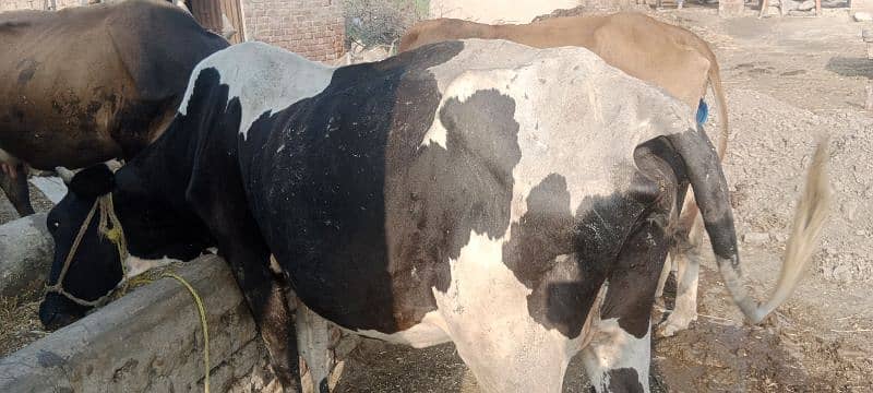 only cow 5 kg dodh 3