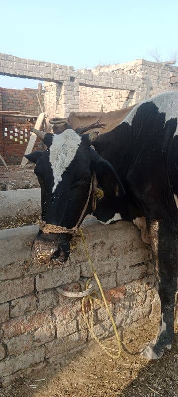 only cow 5 kg dodh 4