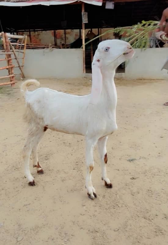 Rajanpor White Eyes Female 1