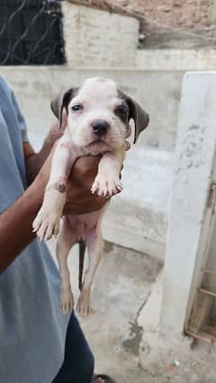 American Staffordshire Terrier Male puppies