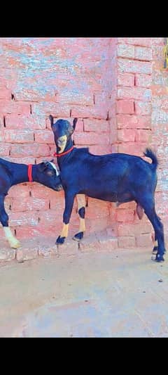 Tedda pair male and female goat