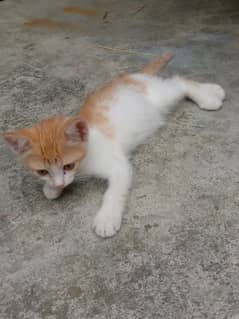 Turkishvan 2 months kitten